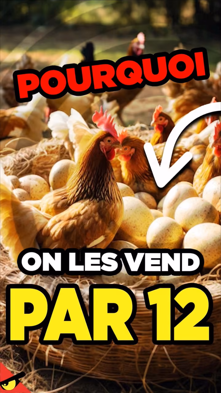 Pourquoi on vend les ŒUFS par 12 ?