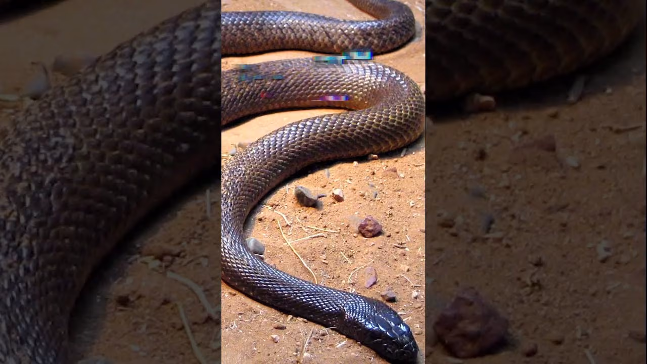 Quel est l'animal le plus toxique au monde ?