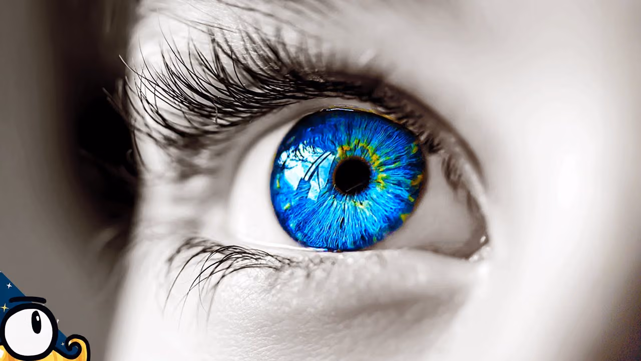 Comment rendre la vue ?