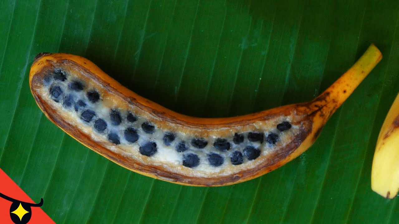 4 Histoires Terrifiantes sur les BANANES