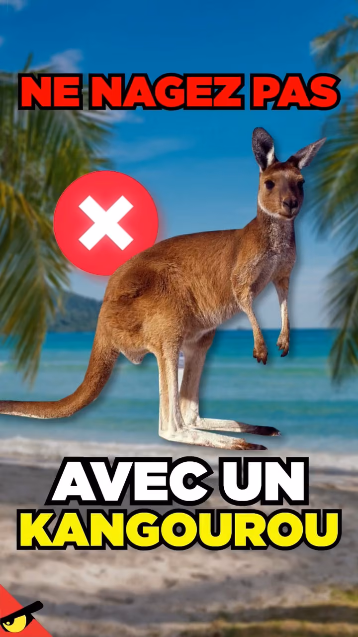 Les KANGOUROUS veulent ta MORT !