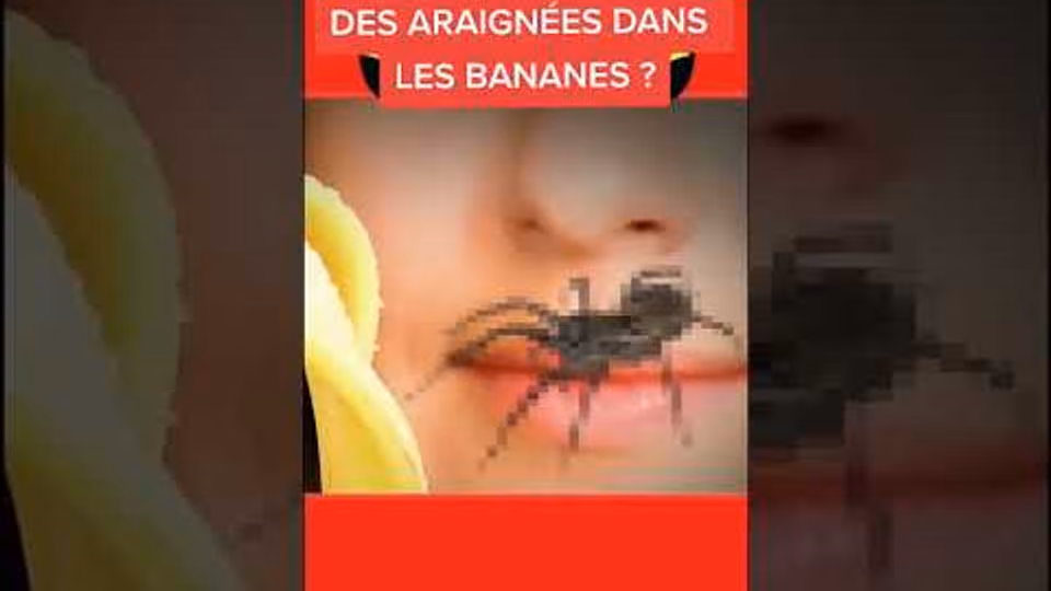 Des araignées dans les bananes ?!