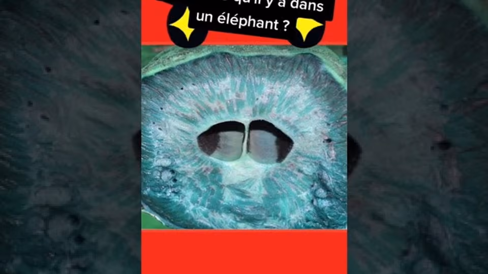Qu'est ce qu'il y a dans un éléphant ?
