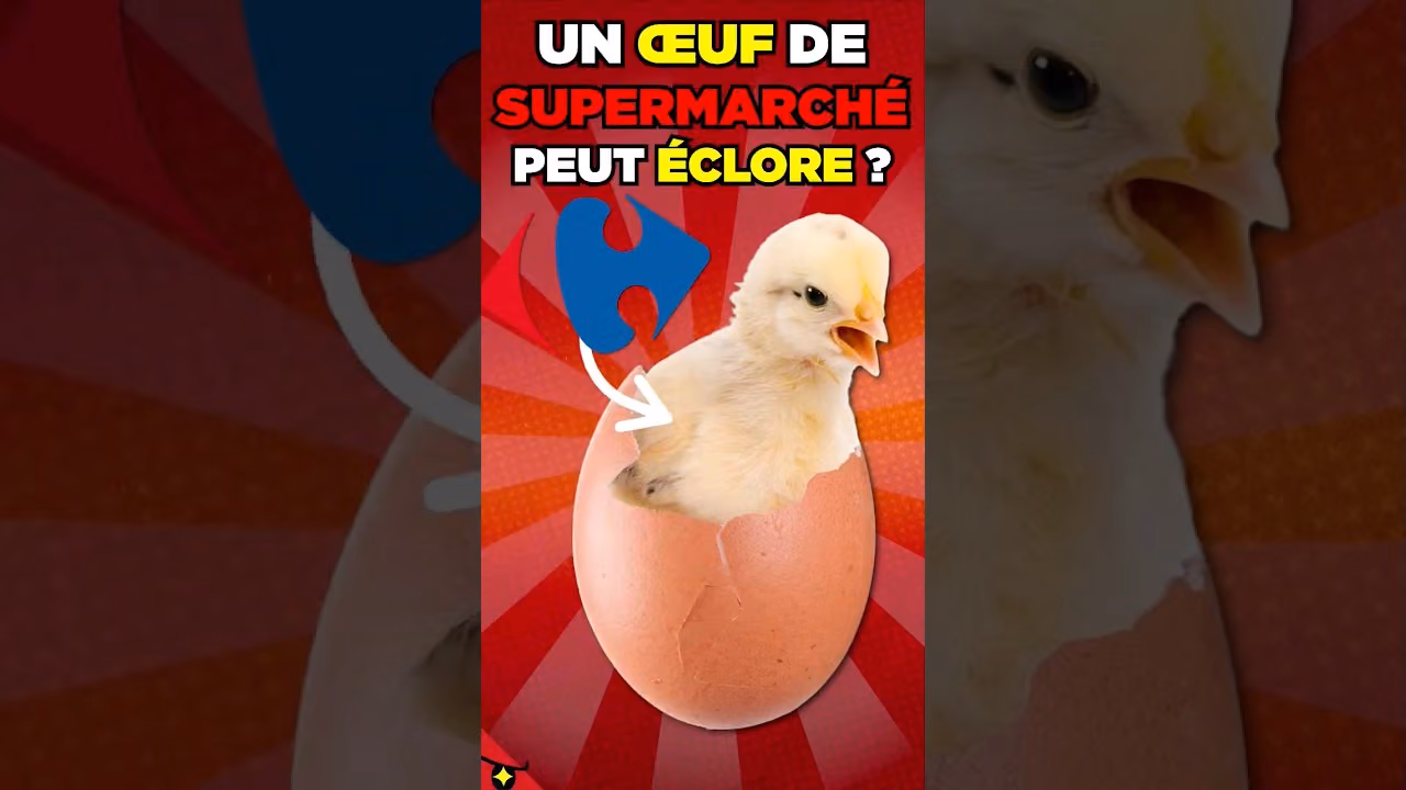 Comment faire ÉCLORE des ŒUFS de SUPERMARCHÉ ?
