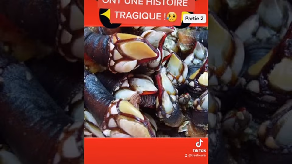 Ces aliments ont une histoire tragique ! (Partie 2)