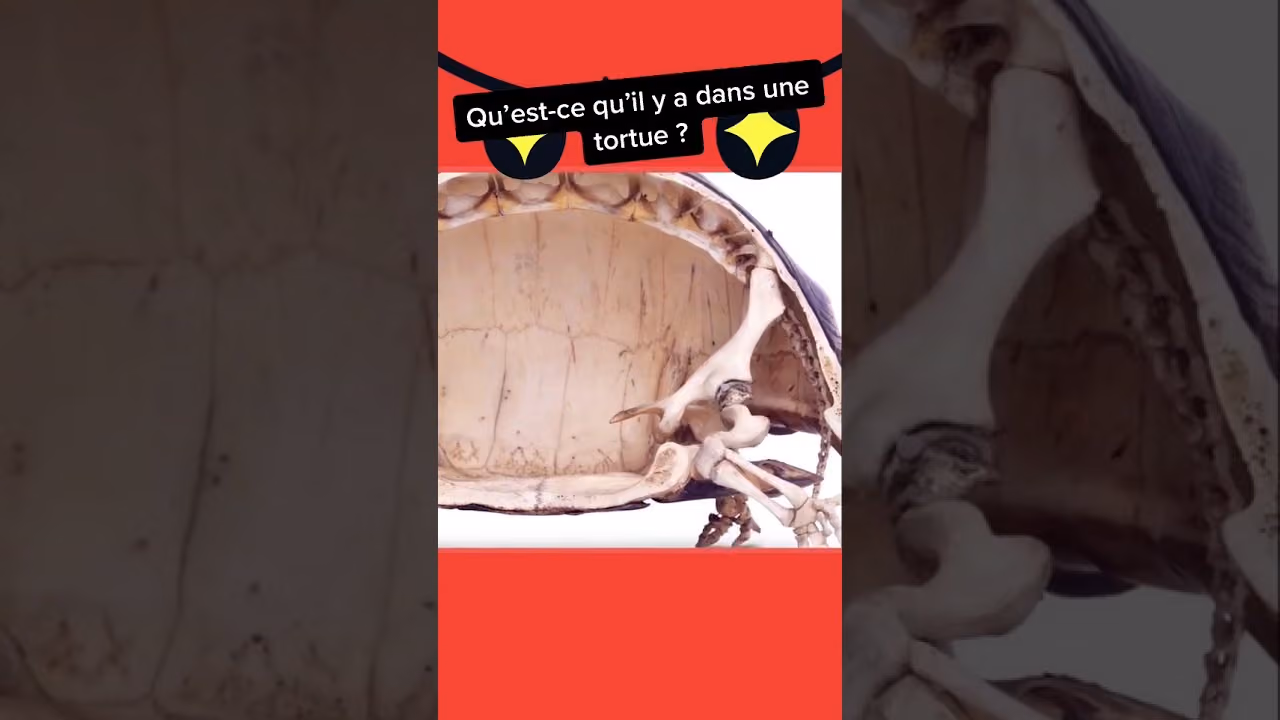 Qu'est ce qu'il y a dans une tortue ?
