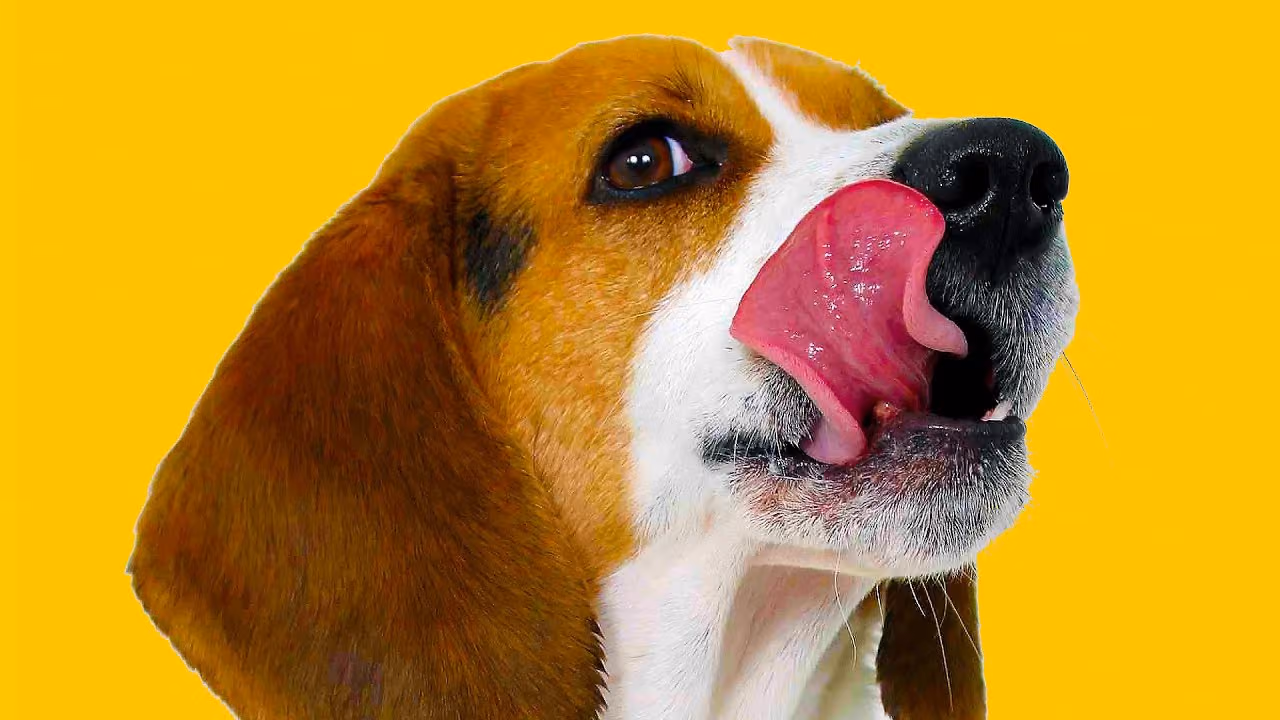 Les ALIMENTS les plus BIZARRES DU MONDE